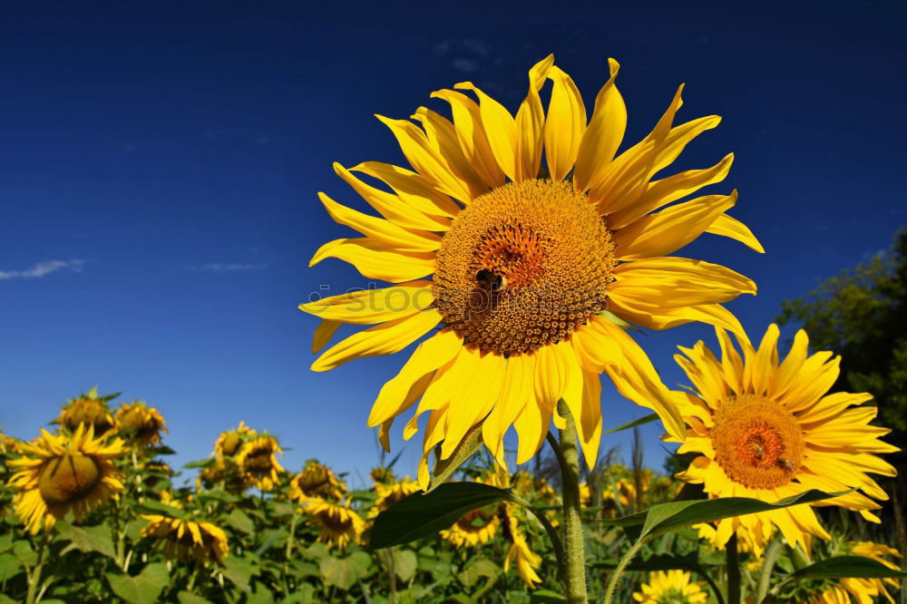 sommer Sonnenblume grün