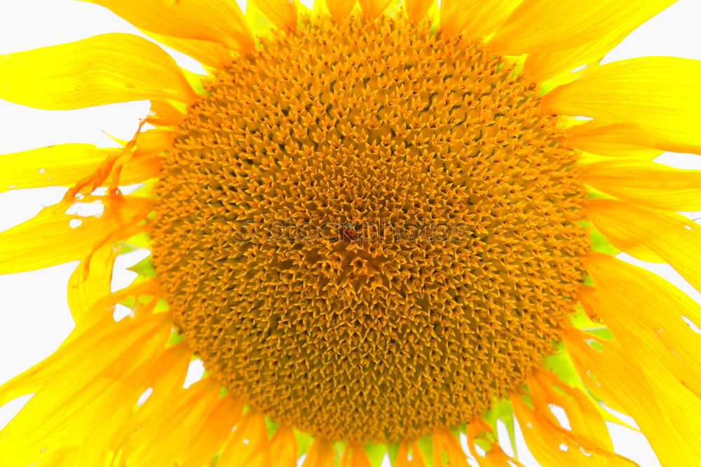 Similar – mesmerizing sun Flower