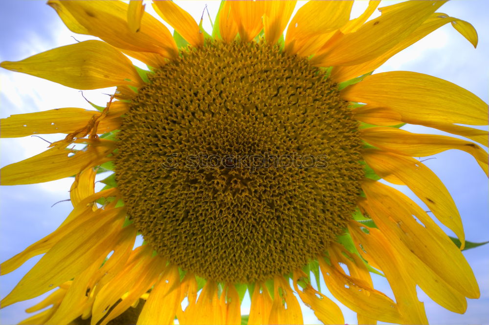 Similar – blossoming Sunflower Bulb