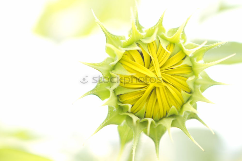 Similar – Rear view of a sunflower in backlight