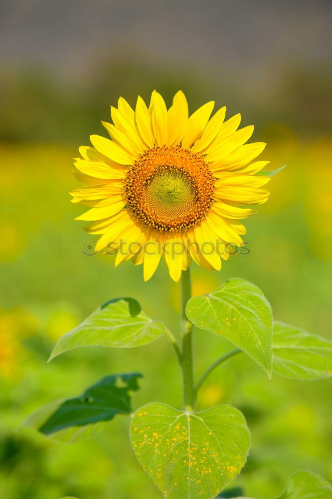 Similar – Image, Stock Photo Perfect sunflower in the garden