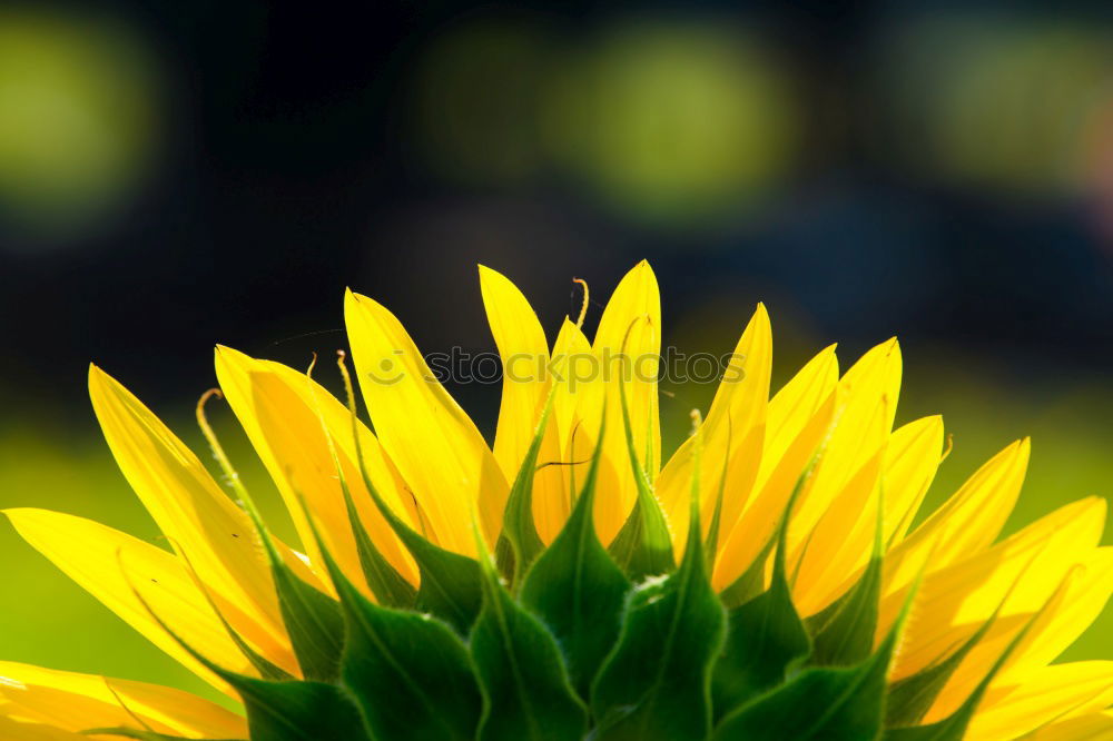 flower Flower Yellow