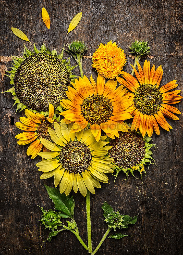 Image, Stock Photo Sunflower Composing