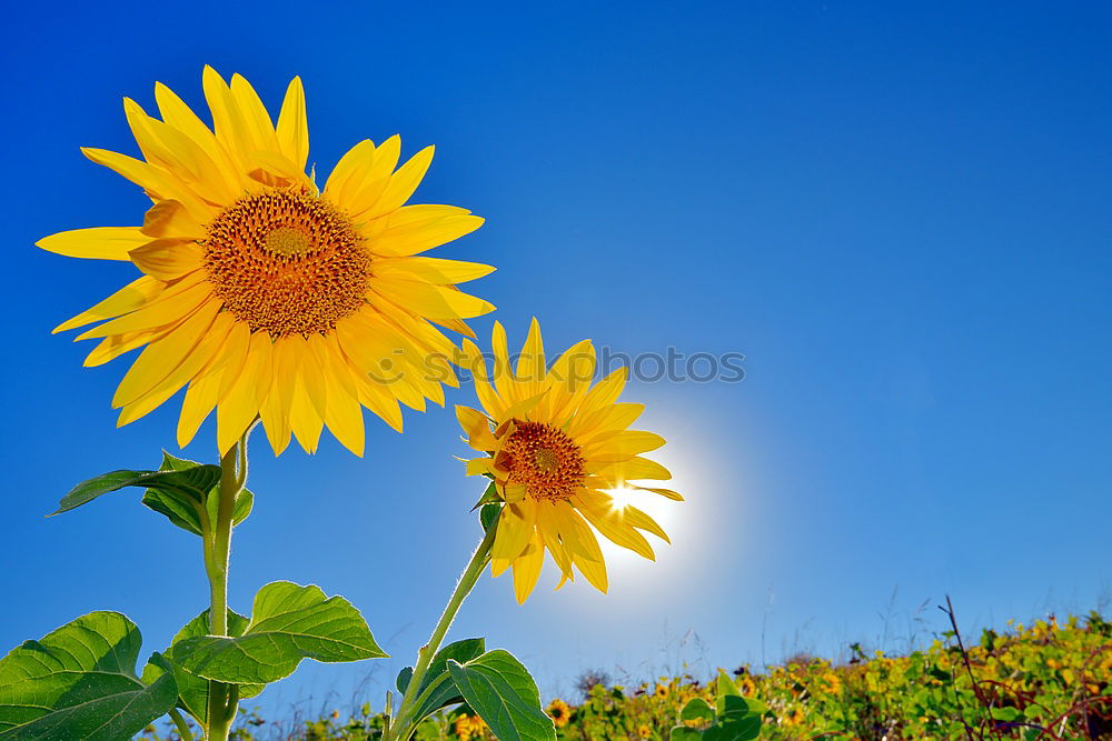 Similar – Flores Calendulae Flower