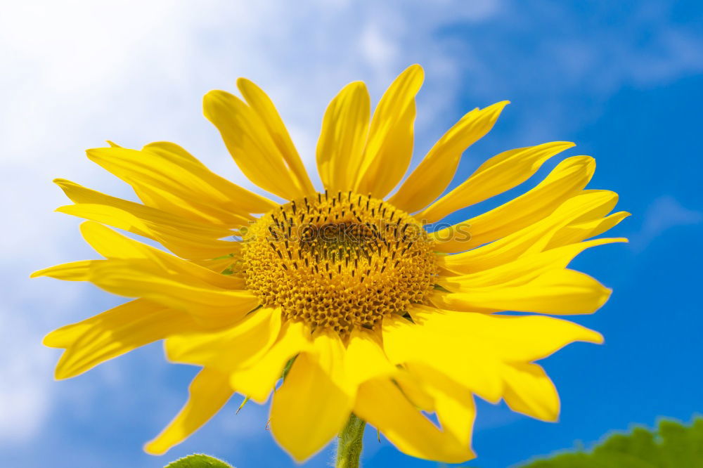 Similar – flowerage Sunflower