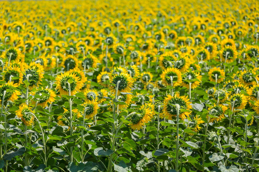 Similar – Foto Bild Sonnenblümelies