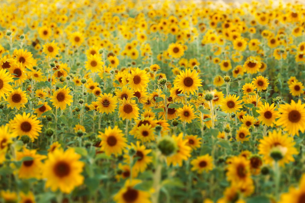 Image, Stock Photo Sunflowers. Esthetic