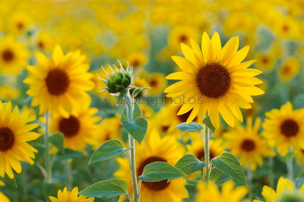 Similar – Image, Stock Photo Sunflowers. Esthetic