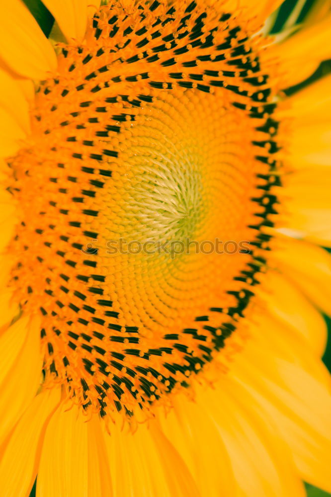 Similar – Sonnenblume (Extremer Closeup)