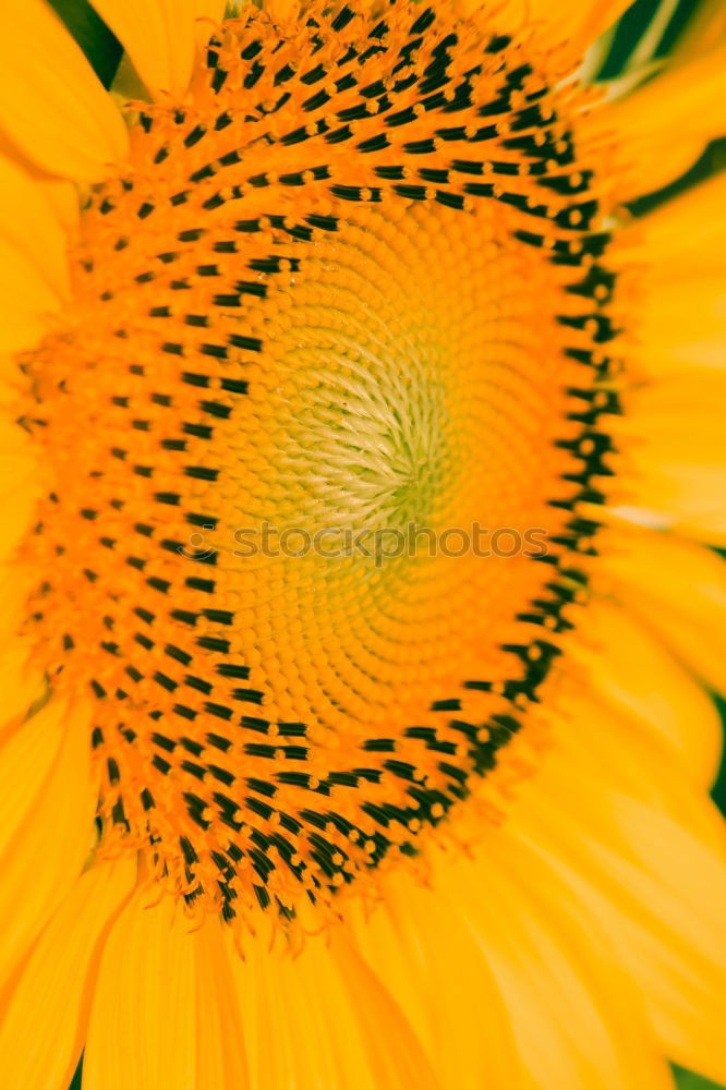 Similar – Sonnenblume (Extremer Closeup)