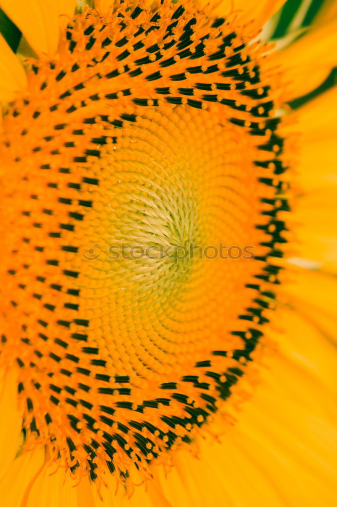 Similar – Energie Blume Gerbera gelb