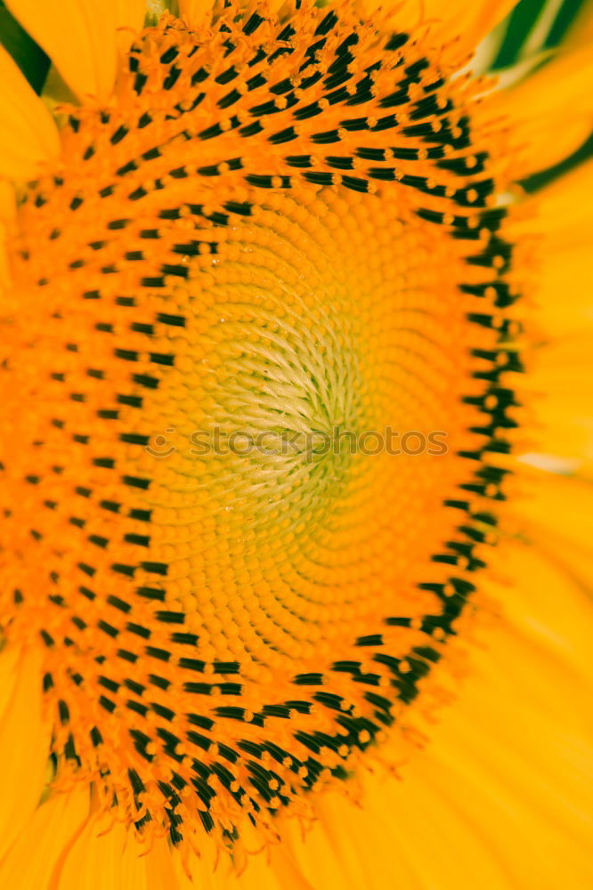 Similar – Energie Blume Gerbera gelb