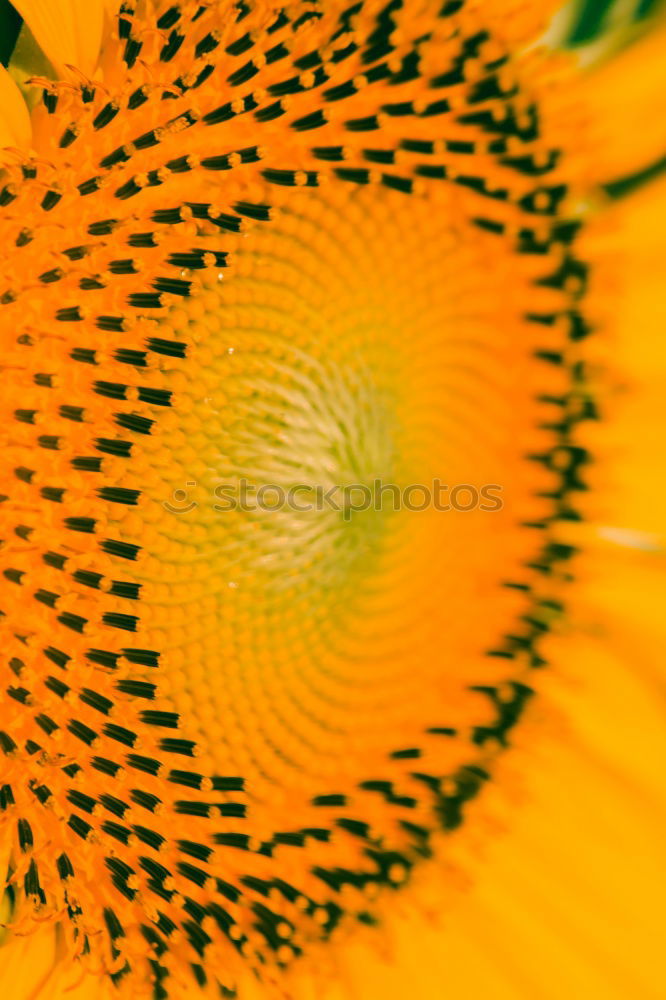 Similar – Sonnenblume (Extremer Closeup)