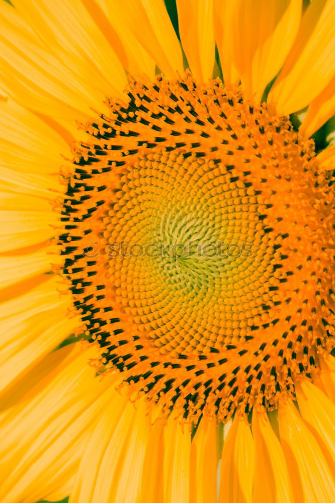 Similar – Image, Stock Photo summer gold Sunflower