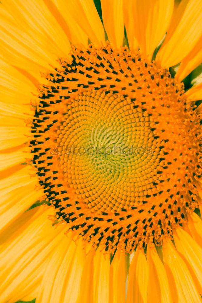 Similar – Image, Stock Photo sunflower Summer