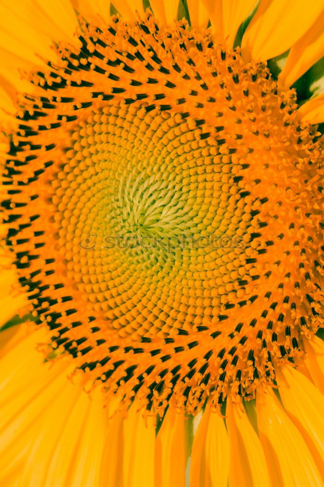 Similar – Image, Stock Photo summer gold Sunflower