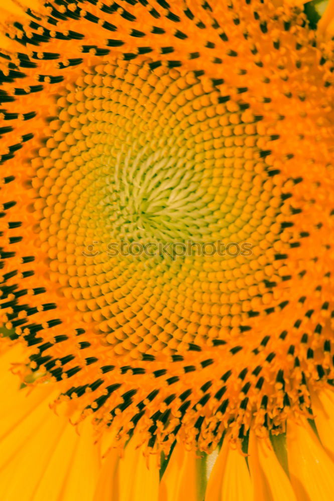 Similar – Sonnenblume (Extremer Closeup)