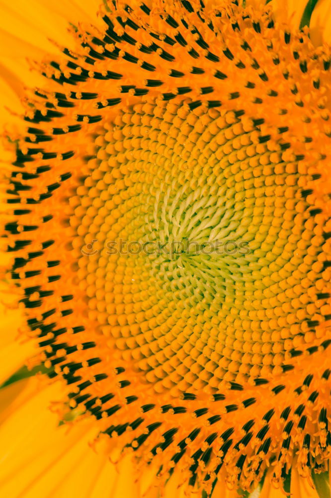 Similar – Sonnenblume (Extremer Closeup)