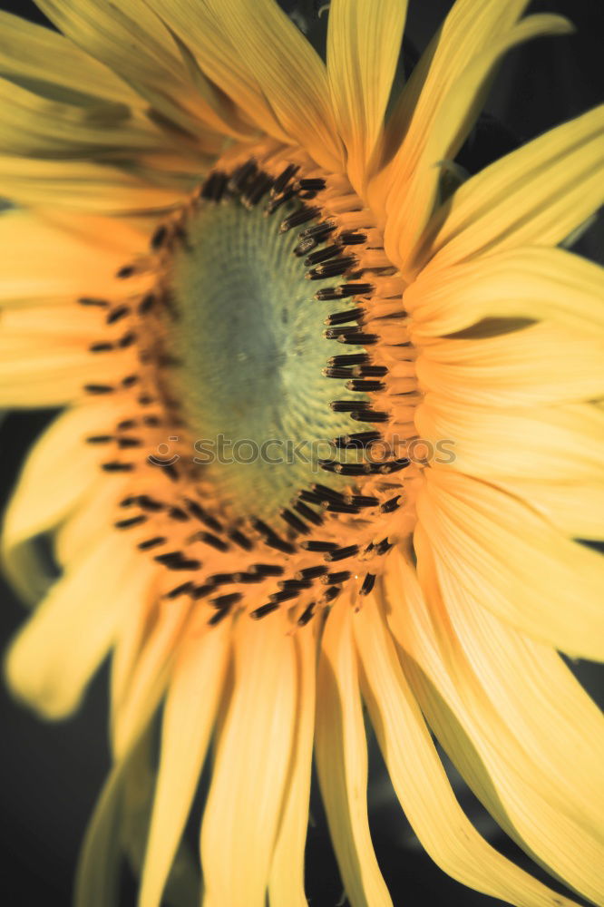 Similar – Image, Stock Photo sunflower Summer