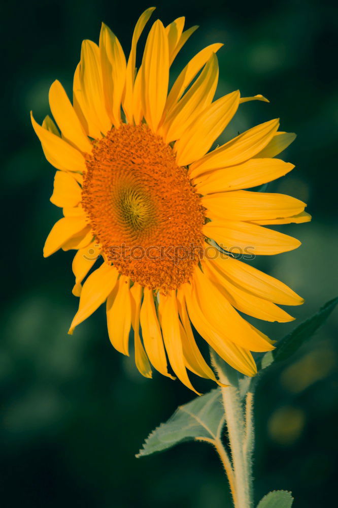 Similar – Image, Stock Photo 20.04.09 Plant Flower