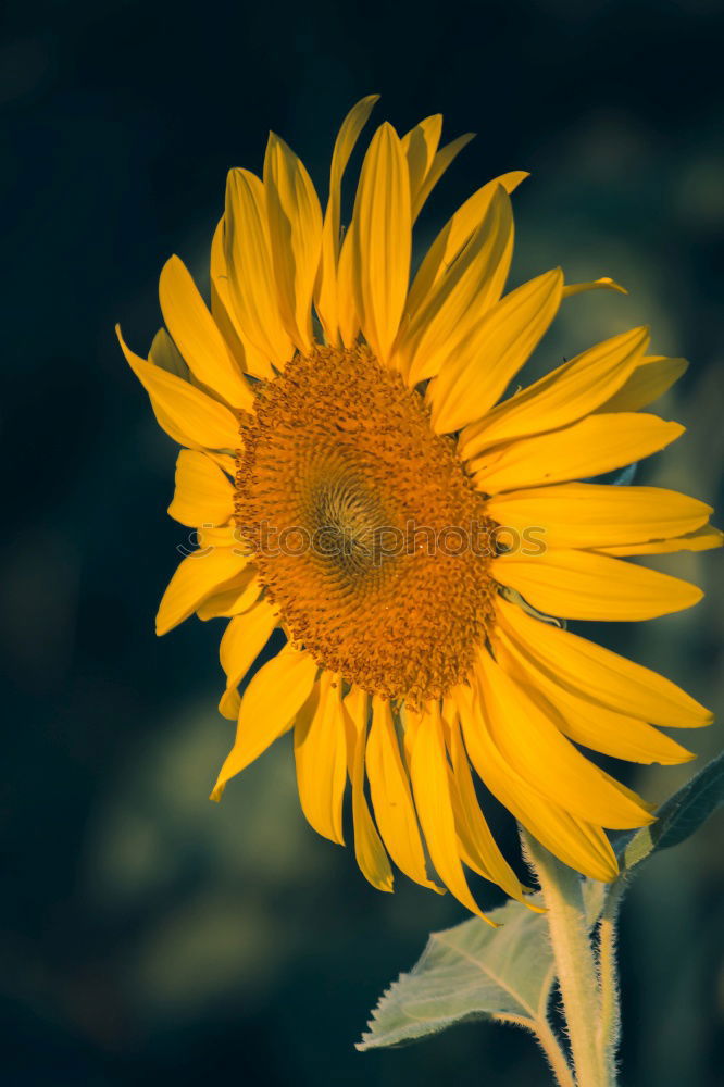 Similar – Image, Stock Photo sunflower Blossom Yellow