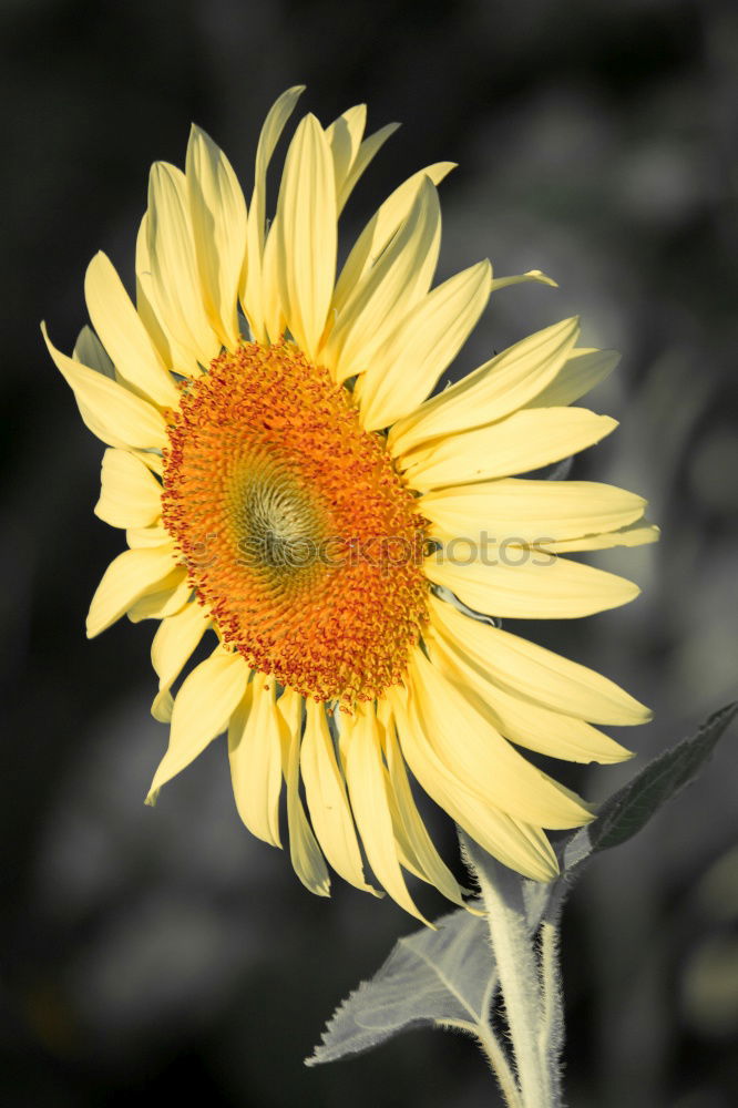 Similar – Sunflower(s) Grass Yellow