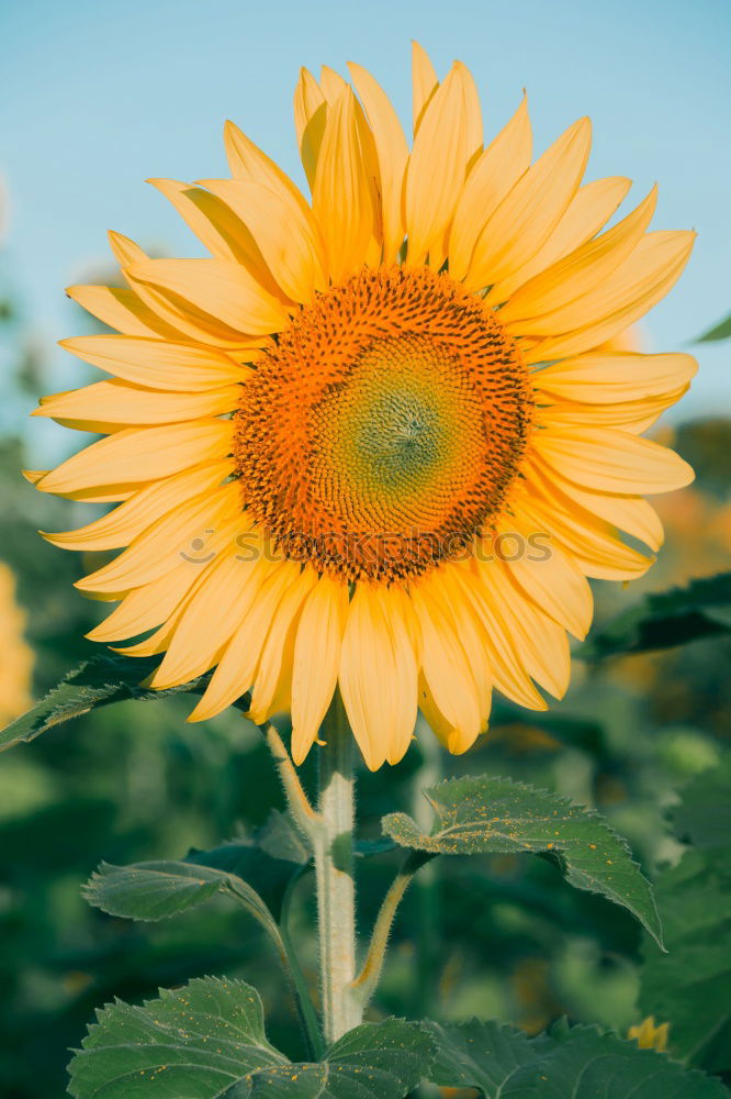 Similar – Image, Stock Photo Perfect sunflower in the garden