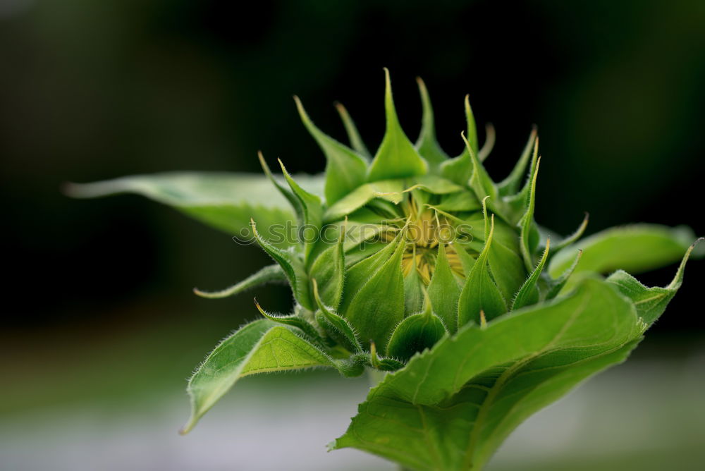 Similar – Image, Stock Photo 8.15 p.m. Flower