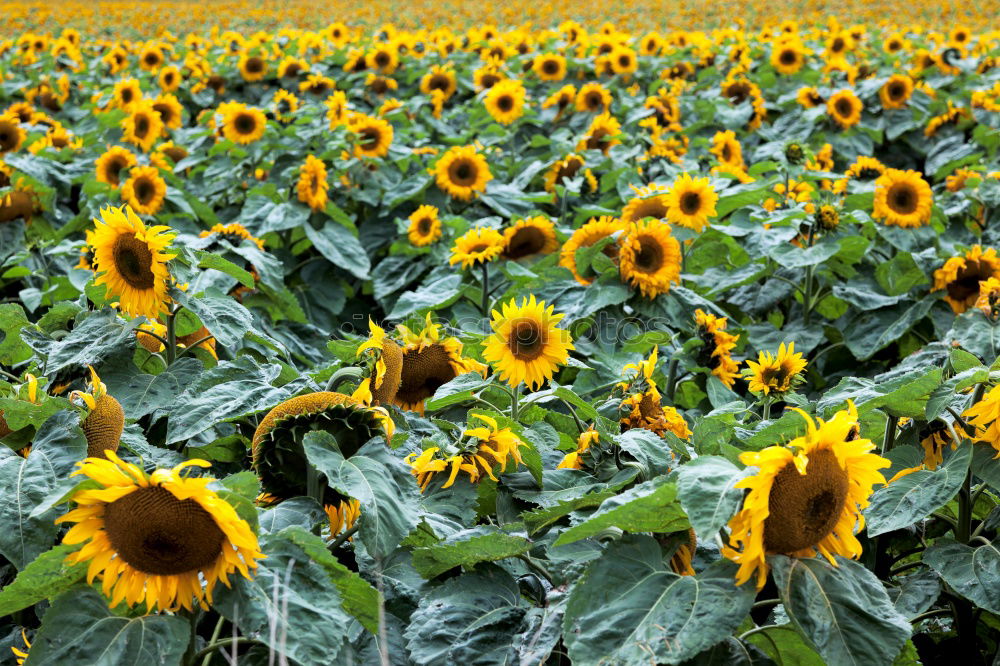 Similar – Foto Bild …alles hat seine zeit