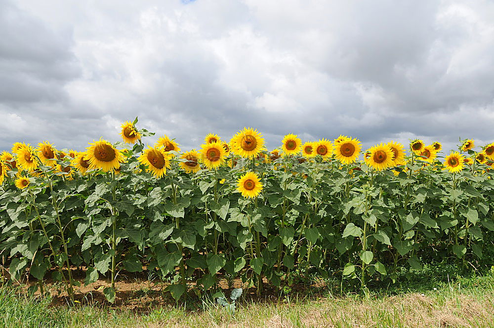 Similar – Sunflower field with house