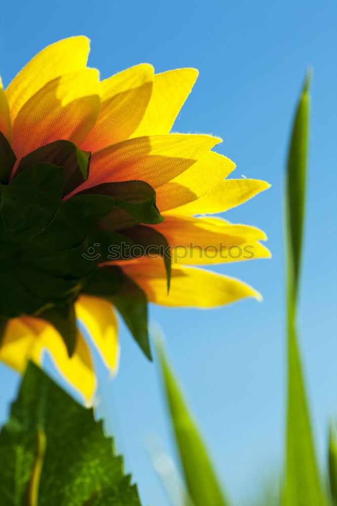 Similar – blossoming Sunflower Bulb