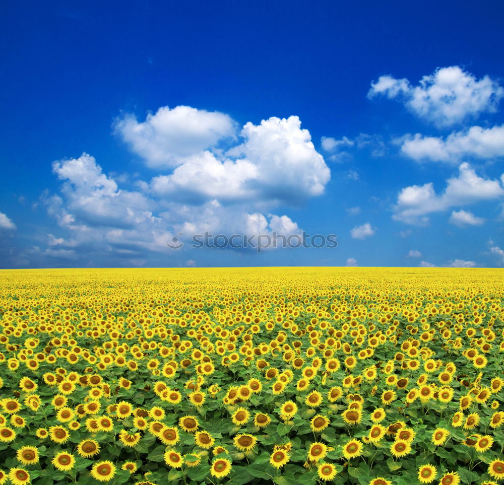 Similar – La colza I Canola Plant