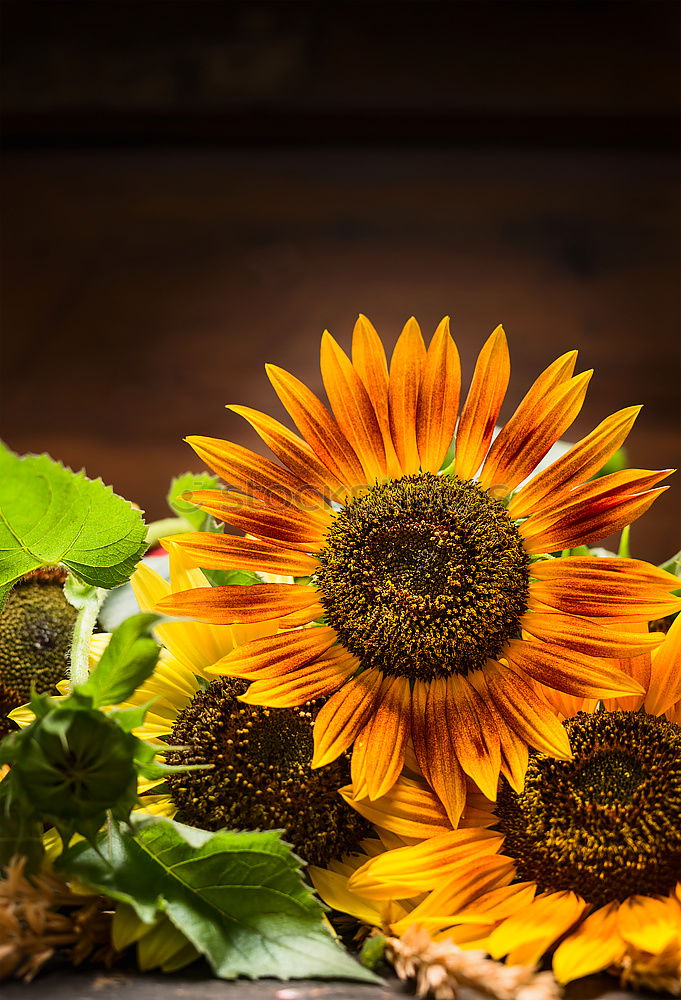 Similar – Image, Stock Photo Sunflower Composing