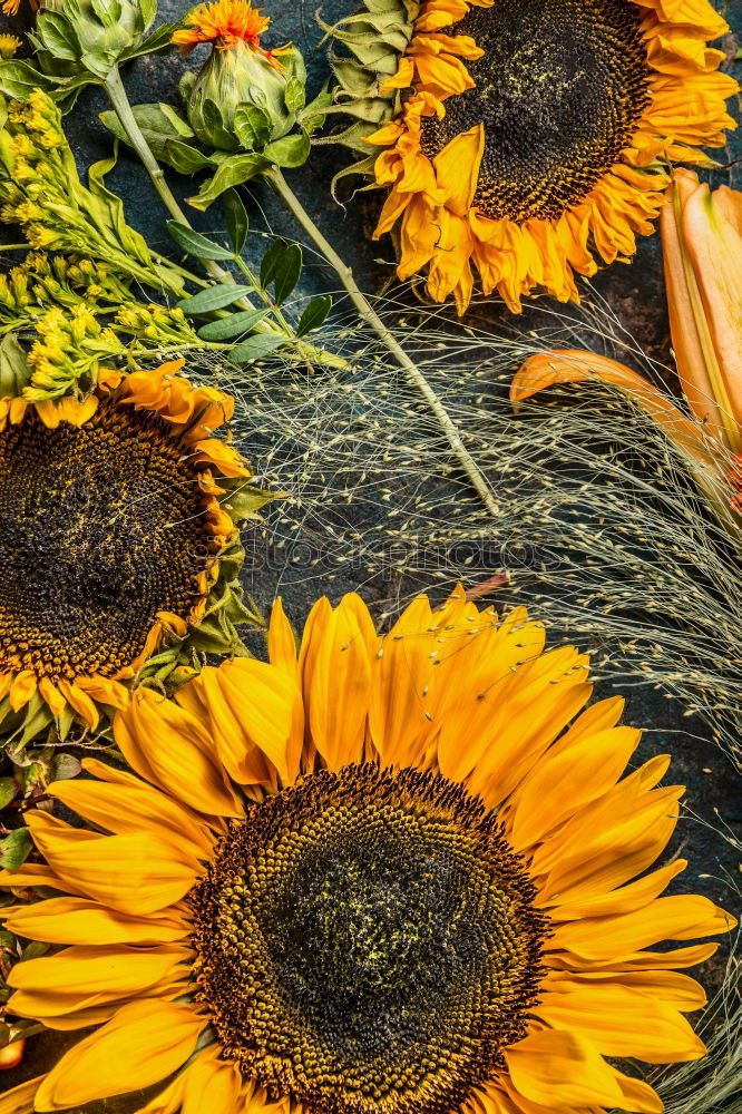 Similar – Image, Stock Photo Autumn bouquet of flowers with sunflowers