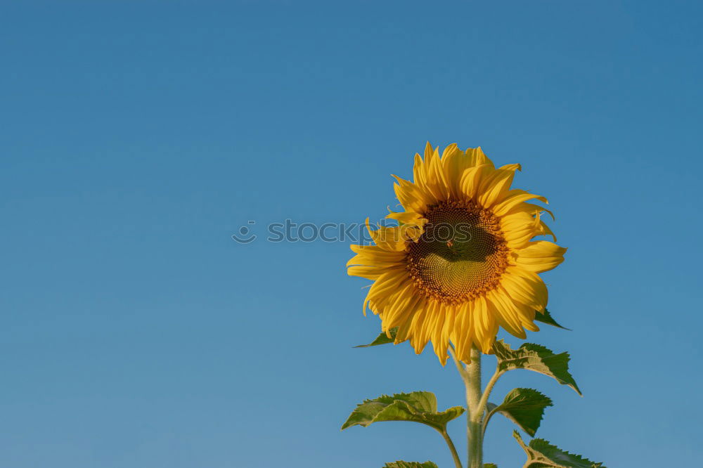 Similar – Foto Bild Herbstblüten Sommer