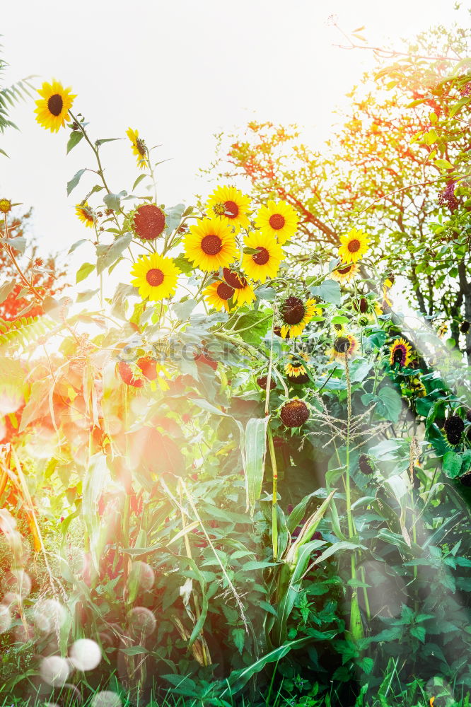 Similar – Image, Stock Photo Beautiful balcony flowers