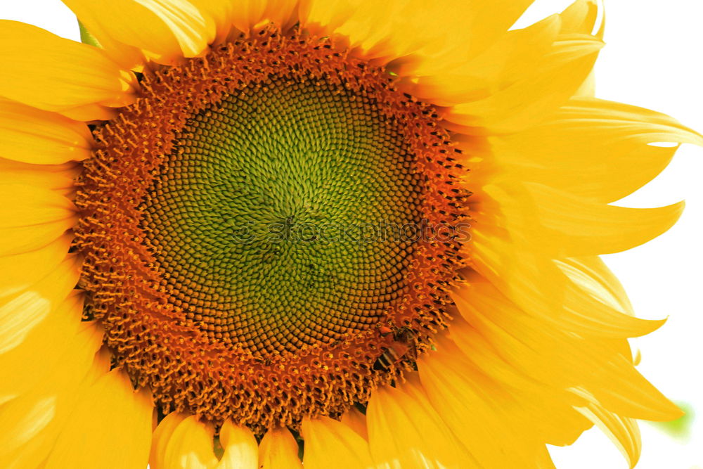 Similar – Foto Bild jacquistern Sonnenblume