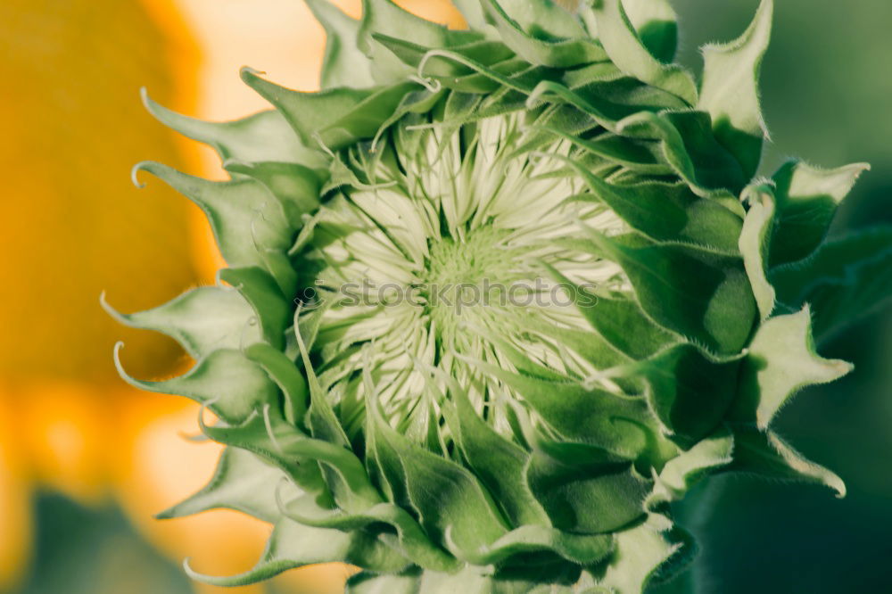 Similar – Artichoke structure