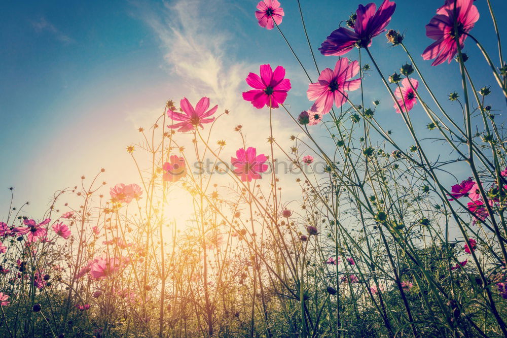 Similar – Cosmos Flower Nature Plant