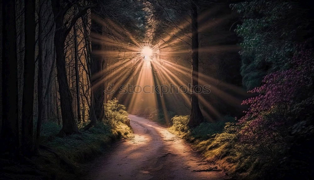 Similar – Image, Stock Photo road and sun in the forest in the mountain