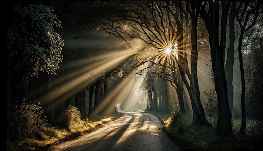 Similar – Image, Stock Photo dark hedges Environment