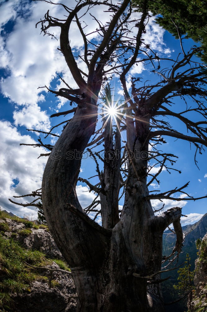 Similar – Image, Stock Photo gnarled Environment Nature