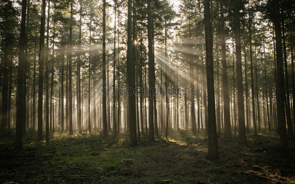 Similar – Sun against trees