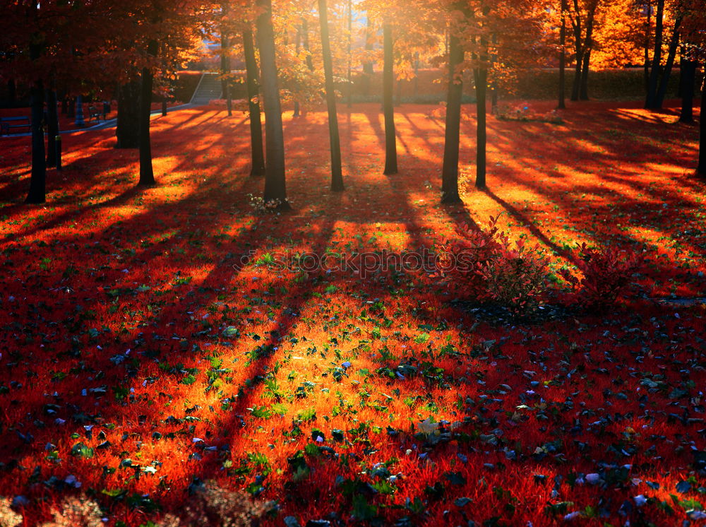 Sun in the autumn forest