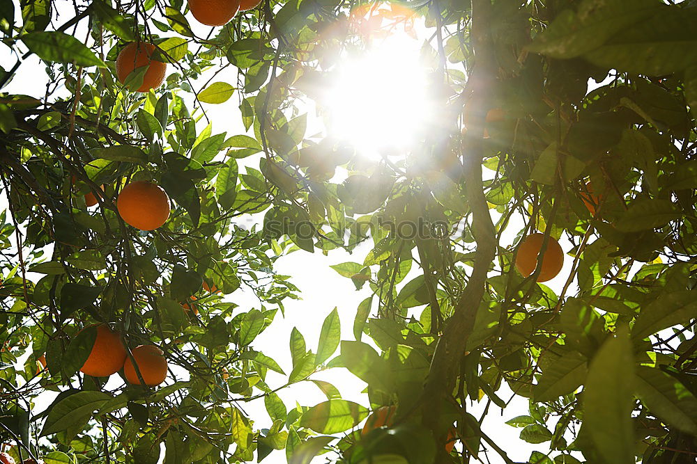 Similar – Image, Stock Photo Orange Garden VI Art