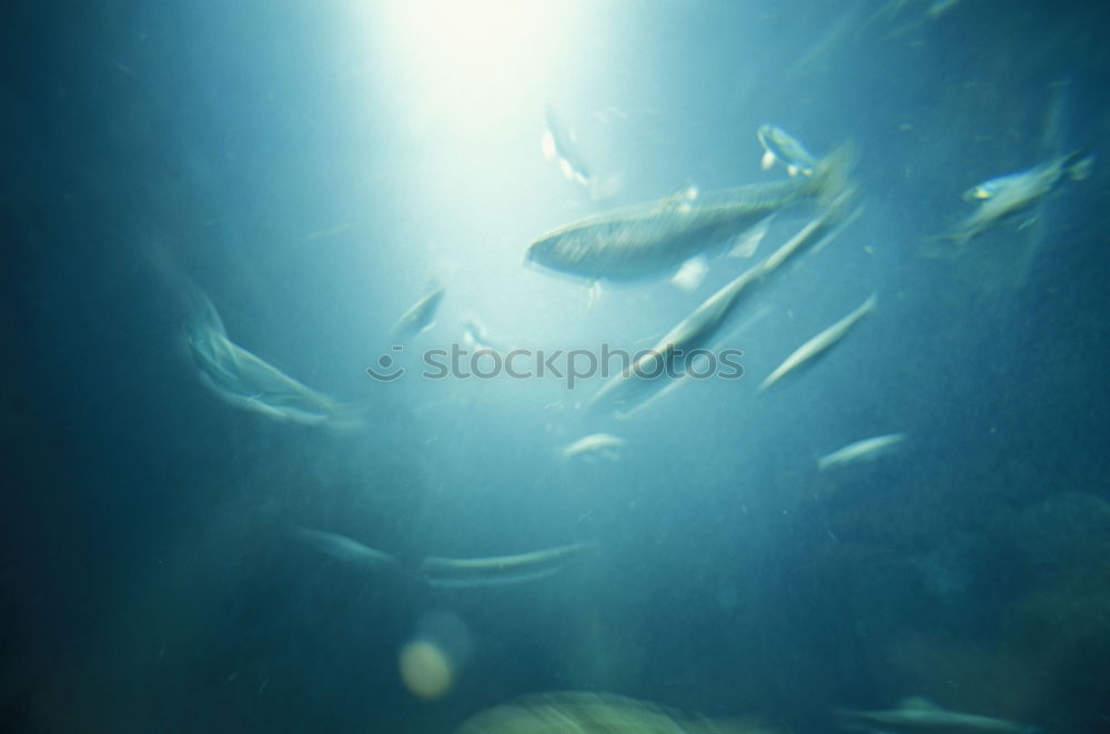 Similar – Image, Stock Photo o2 Dive Air Water Ocean