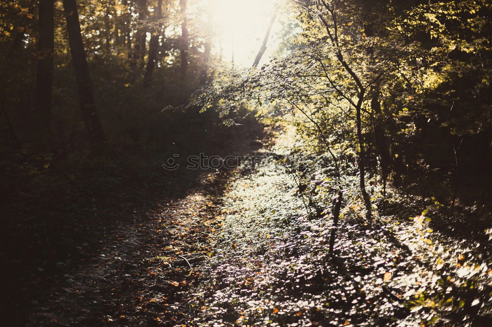 Similar – Image, Stock Photo The Trench Environment