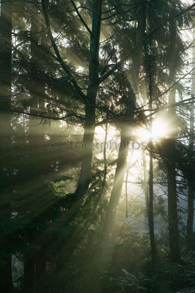 Similar – Image, Stock Photo Morning sun shines through the trees