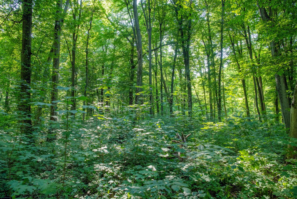 Similar – Image, Stock Photo forest Environment Nature