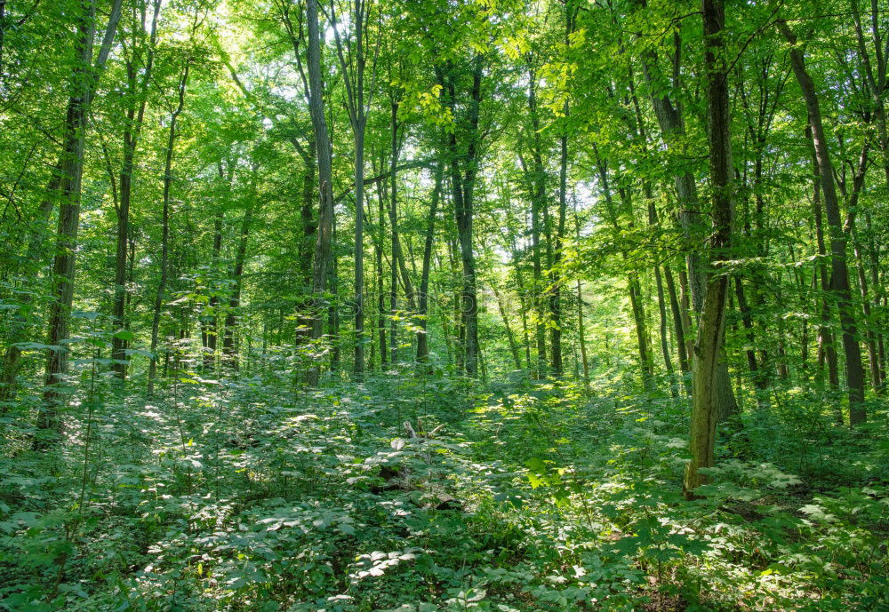 Similar – German bush Forest Tree